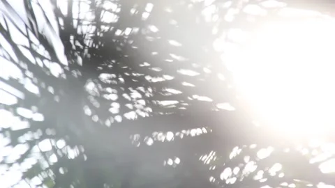 Abstract palm silhouette horizontal backlight Stock-Footage 322564634