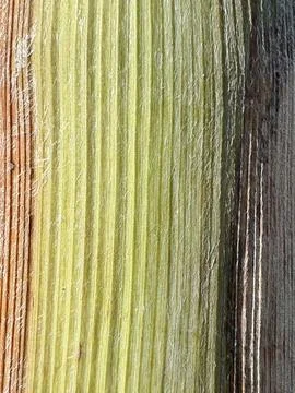 Abstract Palm Tree Bark Texture in Green and Yellow Tones 스톡 사진