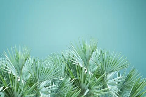 Abstract palm tree leafs background isolated over green background Stock Photos