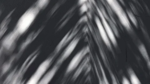 Abstract Palm Tree Shadows Stock Footage 104258082