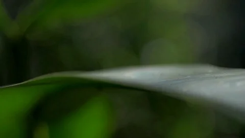 Abstract paralax of plant leaf 스톡 동영상 109796645
