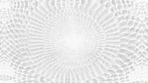 Abstract parallax background texture of white snake skin python pattern styli Stock Footage 127722299