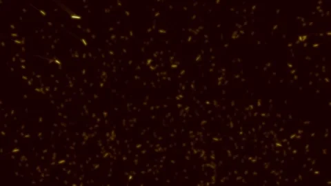 Abstract particle dust burning hot sparks random flowing on black backgroun.. Stock Footage 242852025