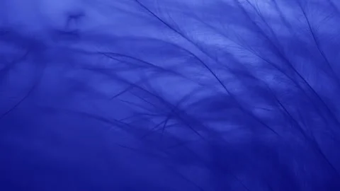 Abstract particles, feathers 스톡 동영상 289439064