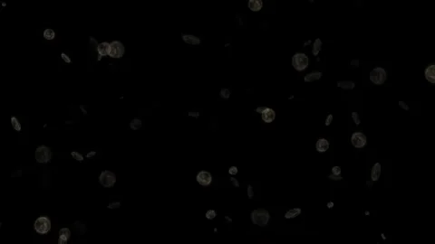 Abstract Particles Floating Deep Dark Background Stock-Footage 277337786