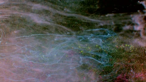 Abstract particles in multicolor liquid flow and float motion on black Vidéo 138592250