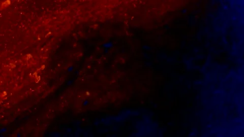 Abstract particles of red and blue liquid flow and float motion on black Stock Footage 138594801