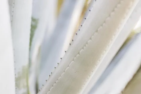 Abstract pattern of agave plant. Stock Photos