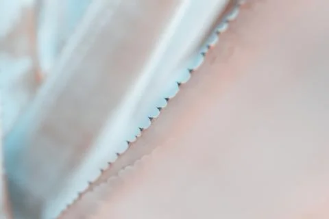 Abstract pattern of agave plant. Stock Photos