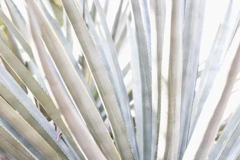 Abstract pattern of agave plant. Stock Photos