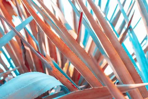 Abstract pattern of agave plant. Stock Photos