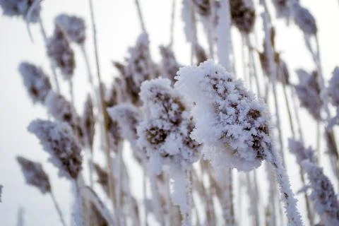 Abstract pattern background with frosted bulrush, corn dog in winter covered Stock Photos