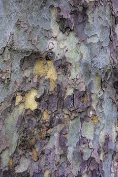 Abstract pattern on bark of a Plane tree  for use as background texture Stock Photos