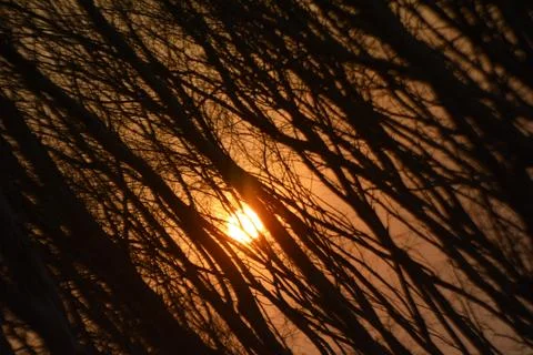 An abstract pattern of beautiful tree Stock Photos
