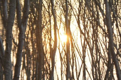 An abstract pattern of beautiful tree Stock Photos