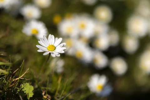 Abstract pattern of beautiful wild daisy. Blurred background. Stock Photos