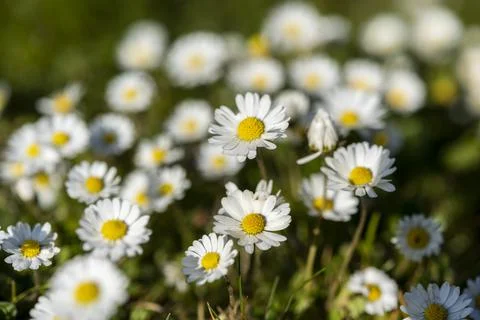 Abstract pattern of beautiful wild daisy. Blurred background. Stock Photos