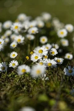 Abstract pattern of beautiful wild daisy. Blurred background. Stock Photos
