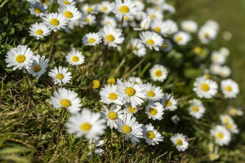Abstract pattern of beautiful wild daisy. Blurred background. Stock Photos