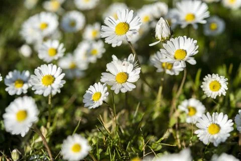 Abstract pattern of beautiful wild daisy. Blurred background. Stock Photos