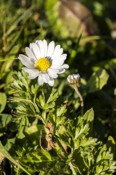 Abstract pattern of beautiful wild daisy. Blurred background. Stock Photos