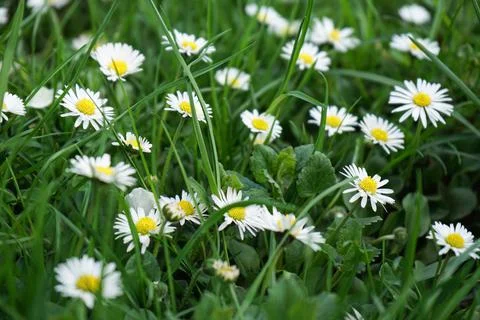 Abstract pattern of beautiful wild daisy (white flower), use for backdrop or  Foto stock
