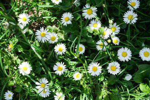 Abstract pattern of beautiful wild daisy (white flower), use for backdrop or  Stock Photos