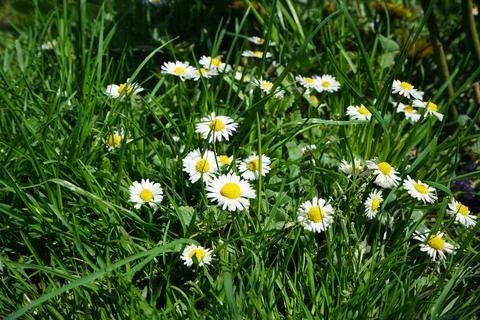 Abstract pattern of beautiful wild daisy (white flower), use for backdrop or  Stock Photos