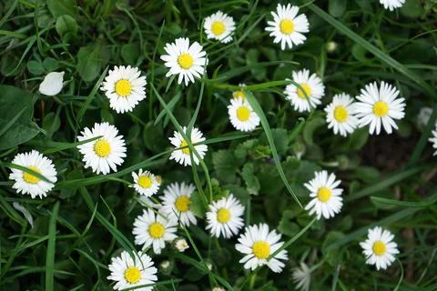 Abstract pattern of beautiful wild daisy (white flower), use for backdrop or  Foto stock