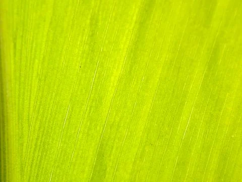 An abstract pattern of bright green foliage with linear patterns shines wit.. Stock Photos