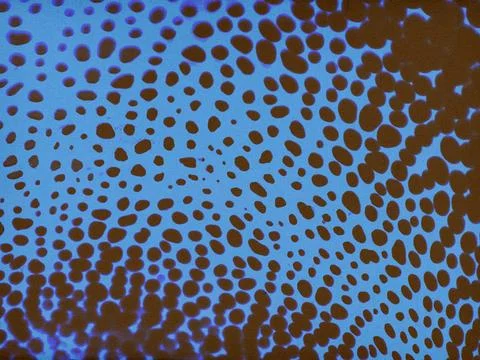 Abstract pattern with brown organic dots on a bright blue background 스톡 일러스트