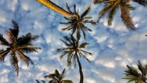 Abstract pattern coconut palm tree leaf. Art nature pattern or tropical Stock Footage 283549461