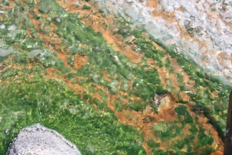 Abstract pattern of colorful algae in hot geyser runoff, Yellowstone N.P Stock Photos