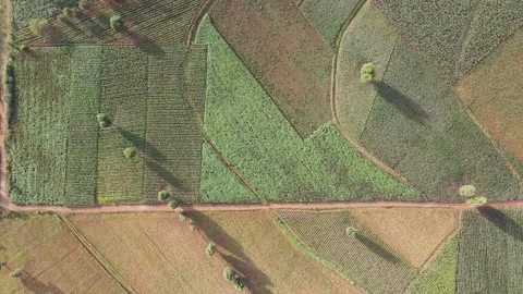 Abstract pattern of colourful cultivated fields in Kenya, Africa, aerial Stock Footage 280447509