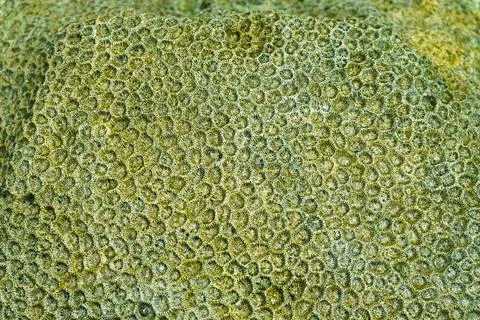 Abstract pattern coral in the form of honeycombs Foto stock