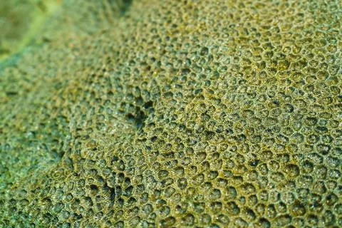 Abstract pattern of coral reef with small cells Stock Photos
