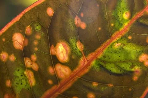 Abstract pattern of decorative plant leaf lit against light Stock Photos