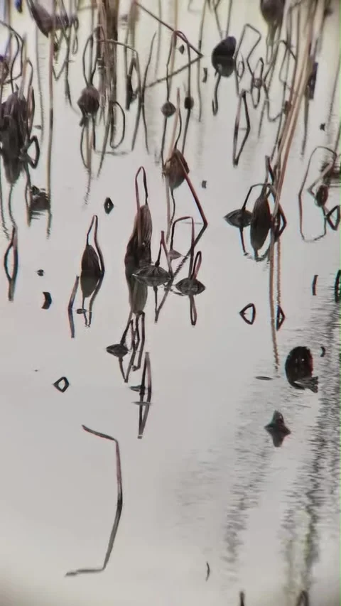 Abstract Pattern Of Dried Lotus Plants Reflected On Water, China Vídeo Stock 337386720