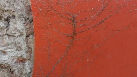 Abstract Pattern of Dried Vines on a Vibrant Orange Wall in Urban Setting Stock Photos