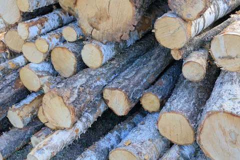 Abstract pattern of freshly sawn birch logs stacked in a large pile. Close-.. Stock Photos