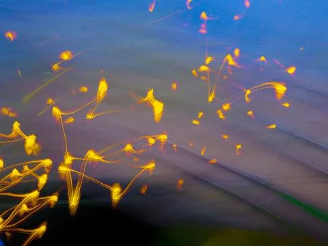 Abstract pattern of golden firework light streaks against a blue purple Stock Photos