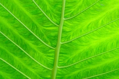 Abstract pattern of green tropical leaf Stock Photos