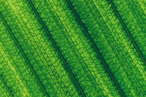 Abstract pattern leaf, Palm leaves texture with shadow Stock Photos