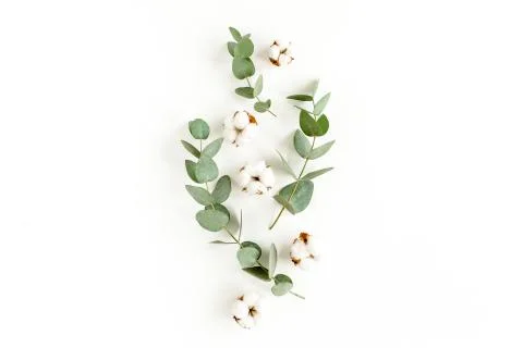 Abstract pattern made of branches eucalyptus, leaves and cotton isolated on Foto stock
