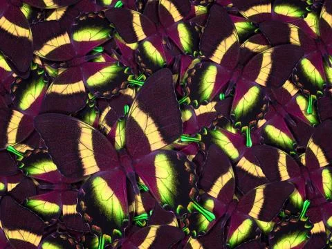 Abstract pattern maden from different colorful butterflies 스톡 사진