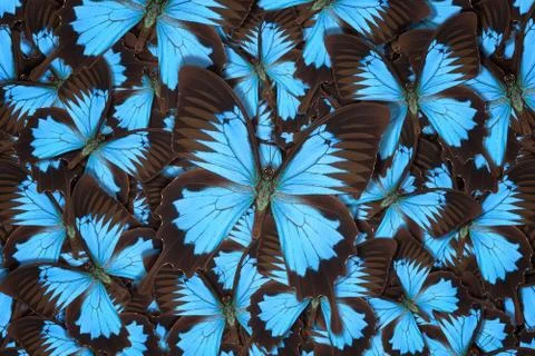 Abstract pattern maden from different colorful butterflies Foto stock