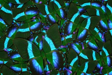 Abstract pattern maden from different colorful butterflies Stock Photos