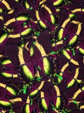 Abstract pattern maden from different colorful butterflies Stock Photos