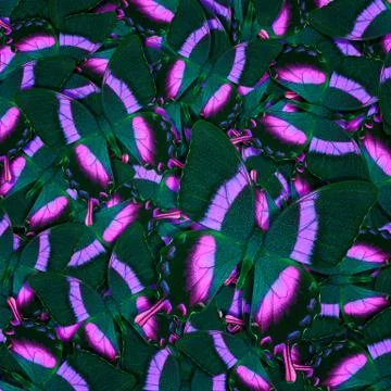 Abstract pattern maden from different colorful butterflies Stock Photos