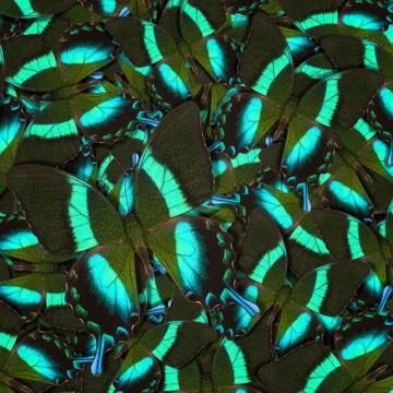 Abstract pattern maden from different colorful butterflies Stock Photos